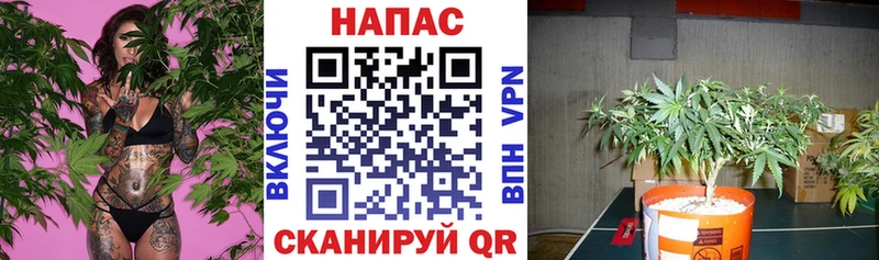 Конопля планчик  Купить где  Буинск 